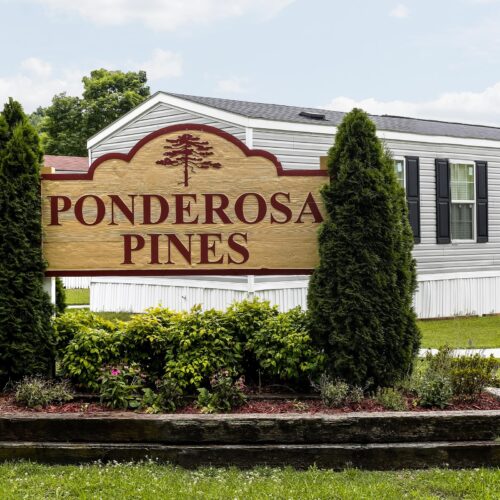 Ponderosa Pines